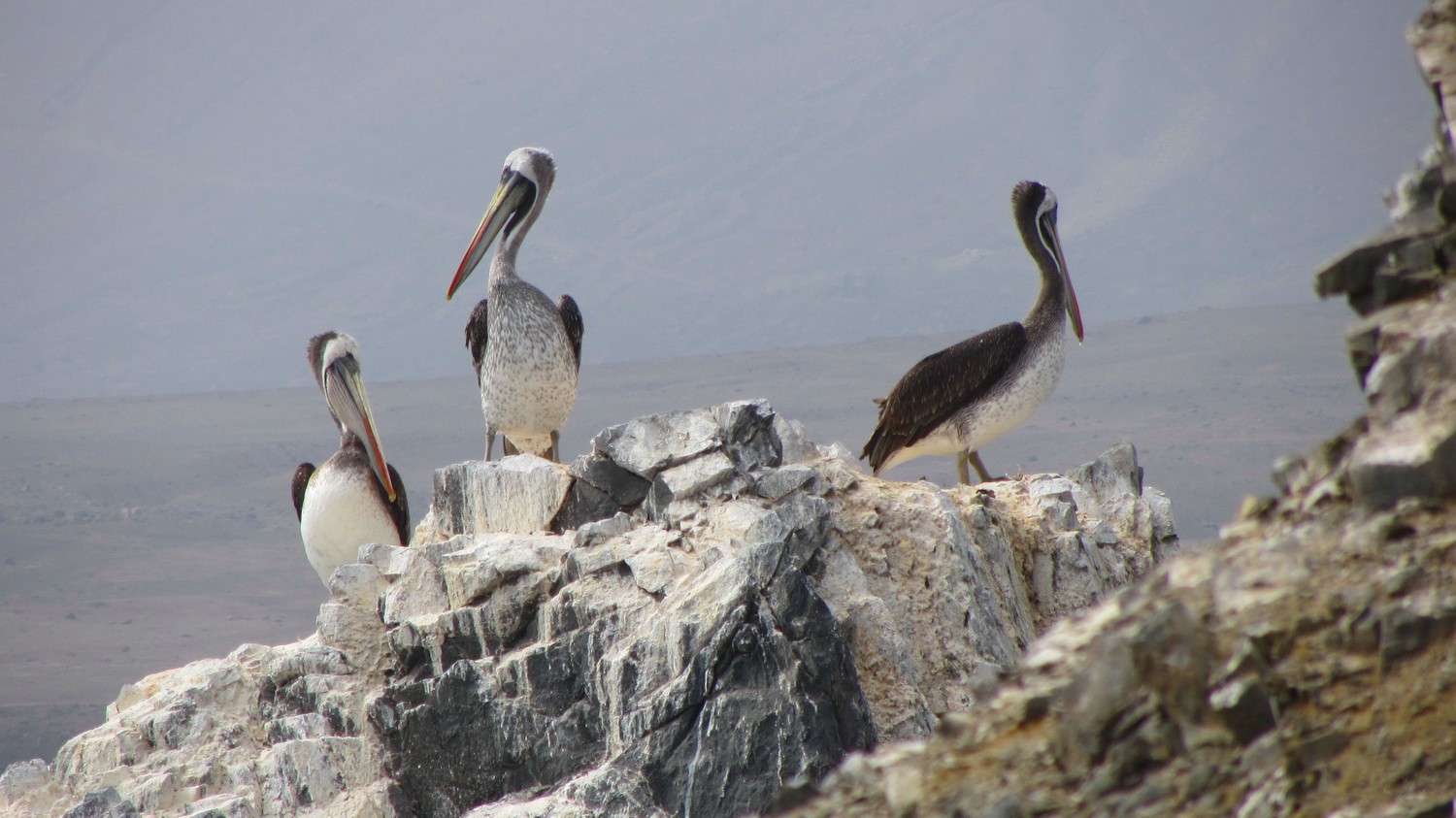 Pelicans of Gatico (between Antofagasta and Iquique, Ruta 1)